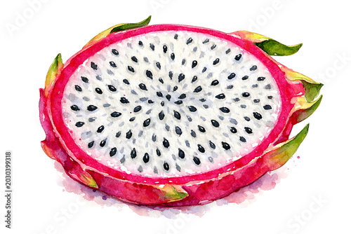 Watercolor painting of a sliced dragon fruit with white flesh and black seeds