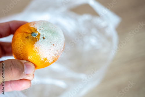 Photos Hand holding a moldy mandarin with visible white mold as a warning about spoiled fruit, health risks and improper food storage