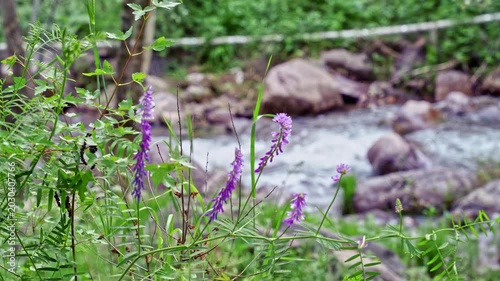 Purple mountain flowers and green plants sway in wind beside fast river, with rocks and flowing water in soft background.