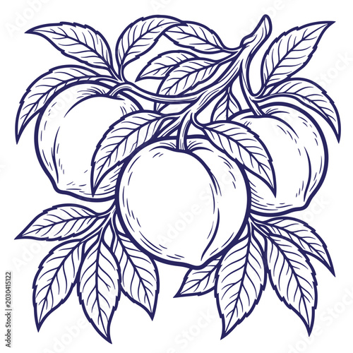 Three ripe peaches on tree branch with leaves ink illustration botanical illustration monochrome isolated background engraving nutrition foodstuff agriculture