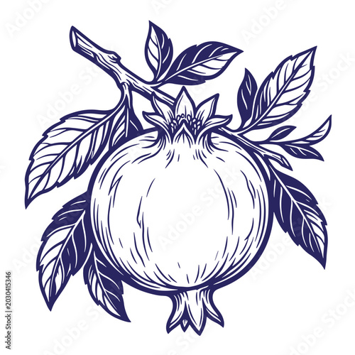 Hand drawn pomegranate fruit botanical illustration with pomegranate botanical engraving illustration monochrome isolated culinary ingredient detailed artistic