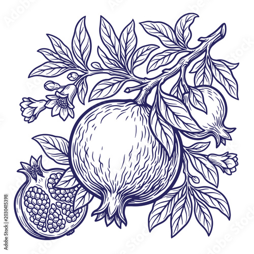Hand drawn pomegranate branch with flowers and fruit pomegranate botanical engraving illustration monochrome isolated culinary ingredient detailed artistic