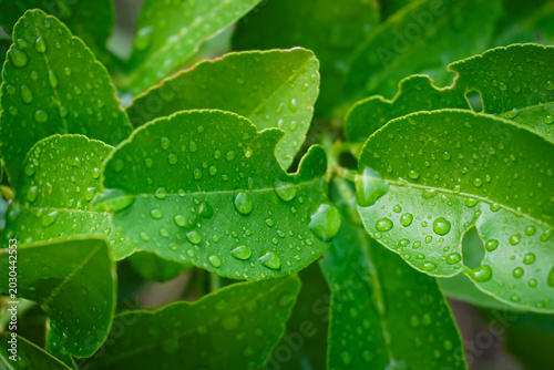 Foto A stunning macro photograph showcasing brilliant, crystal-clear water droplets resting gracefully on a vibrant green lime leaf during the rainy season