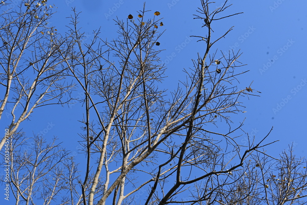 Obraz premium Without Leaves Ficus religiosa tree in the autumn season. Its other names are the bodhi tree, pippala tree, peepul tree or ashwattha tree. 