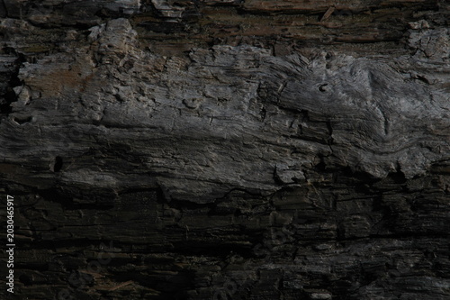 tree bark texture
