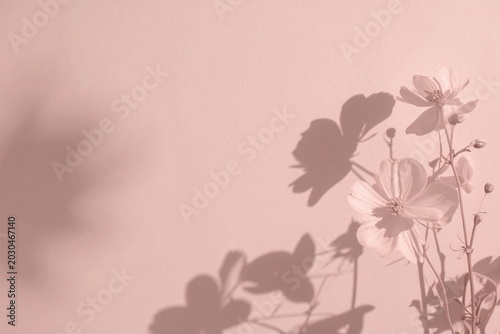 Delicate cherry blossom branches with soft pink flowers against blurred sunset background