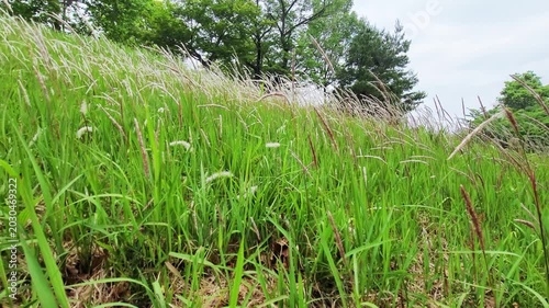 イネ科の多年草・チガヤ・Imperata cylindrica／쌀과의 다년초 · 치가야 · Imperata cylindrica／Imperata cylindrica, a perennial grass belonging to the Poaceae family.