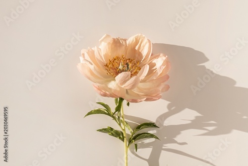 Soft pink ranunculus flower in natural light with delicate shadow on white background