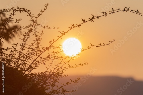 Sunrise through bare tree branches with warm golden light and soft glow in natural landscape