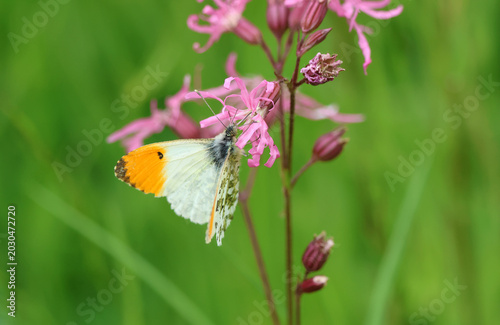 A male Orange-tip Butterfly, Anthocharis cardamines, pollinating a ragged robin wildflower.