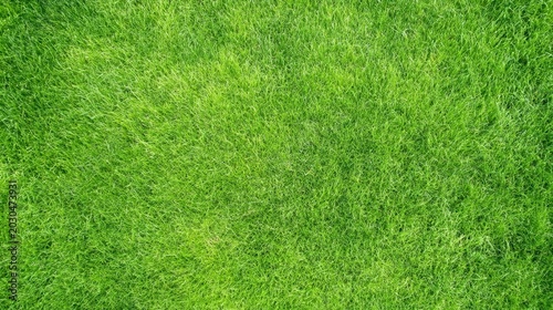 Bright green grass patch showing even growth on outdoor lawn