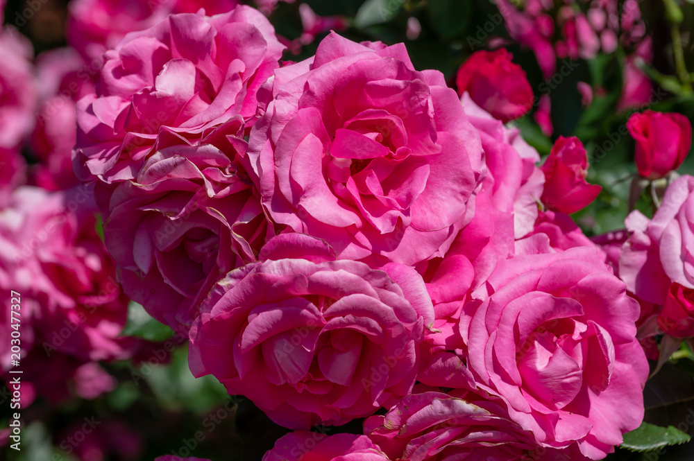 Obraz premium 薔薇 花の名前は ローズうらら