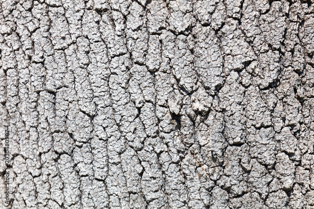 Fototapeta premium Weathered gray tree bark with intricate cracked patterns