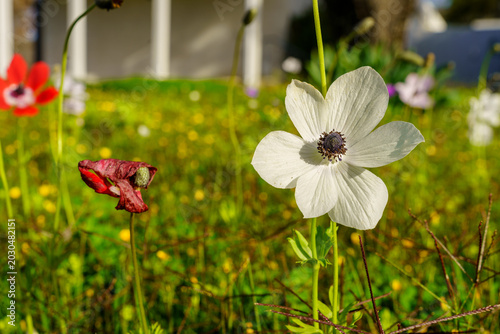 Colorful Anemone wildflowers, Upper Galilee