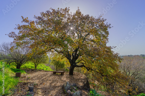 Trees and landscape, in Tel Dan Nature Reserve
