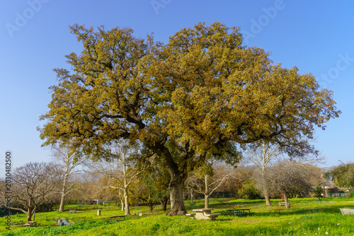 Oak grove, with colorful wildflowers Upper Galilee