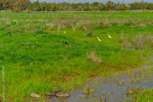 Nov Meadow nature reserve, with Cattle Egret, Golan Heights
