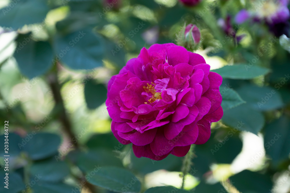 Obraz premium 薔薇 花の名前は アンリ マルタン