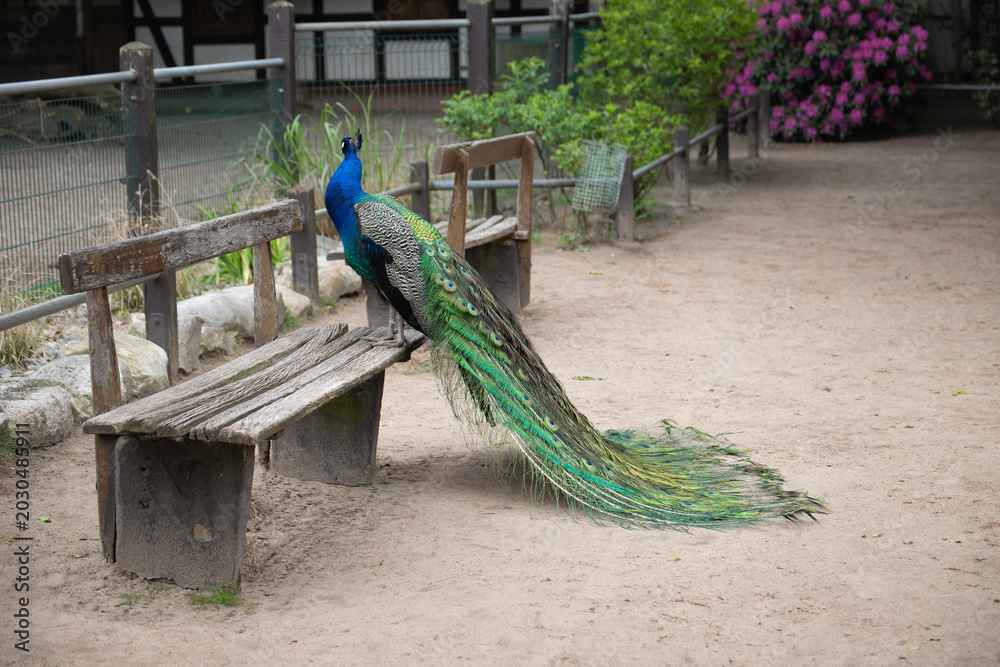 Fototapeta premium Majestic Peacock Sitting on a Bench with Closed Plumage
