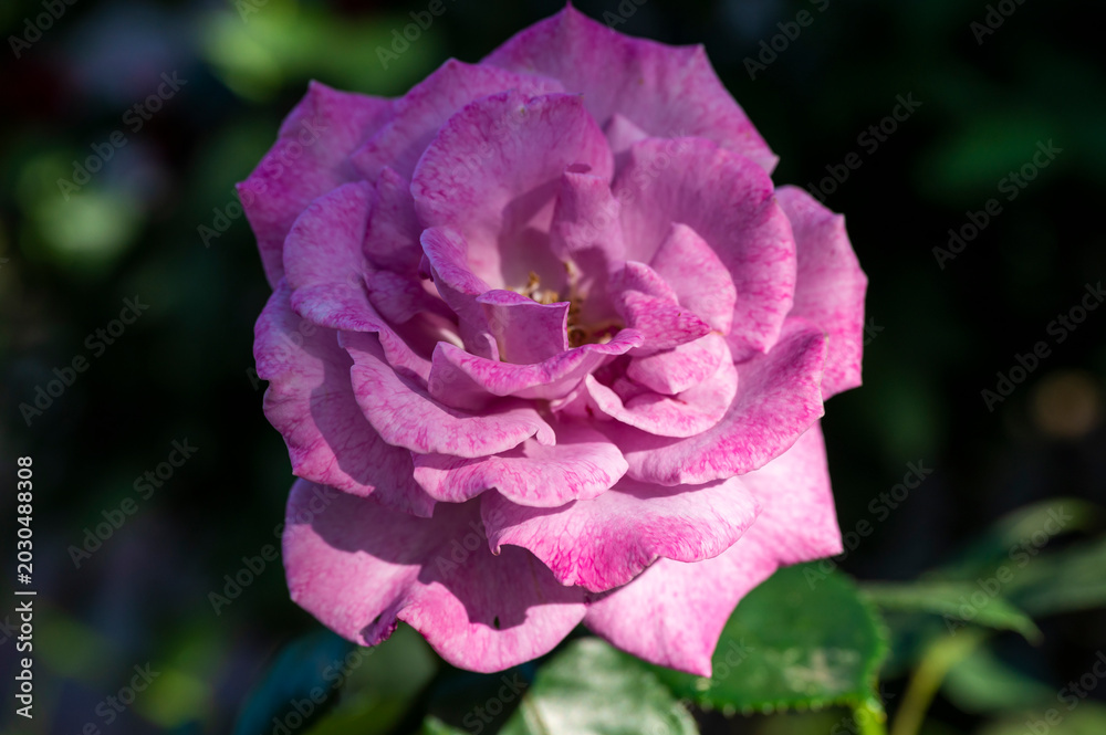 Obraz premium 薔薇 花の名前は アフリカスター