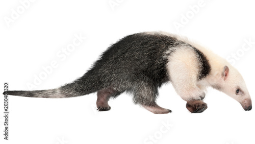 Tableau sur toile Tamandua, anteater, png,