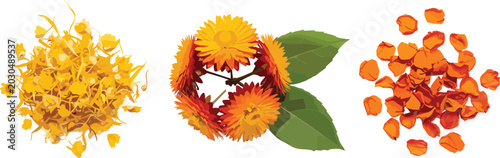 Valokuva Colorful medicinal flower vector illustration set with dried petals, fresh bloss