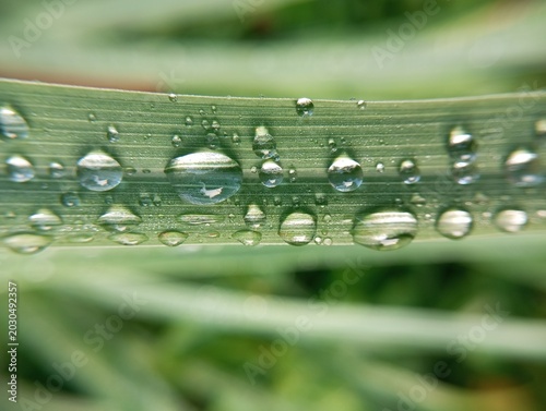 Photos Close-up of Dew Drops on Green Leaf