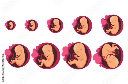 Valokuva Embryonic month stage growth, fetal development vector flat infographic icons