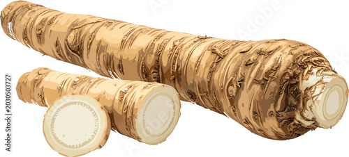 Tableau sur toile Realistic horseradish root vector illustration with whole and sliced pieces, rou
