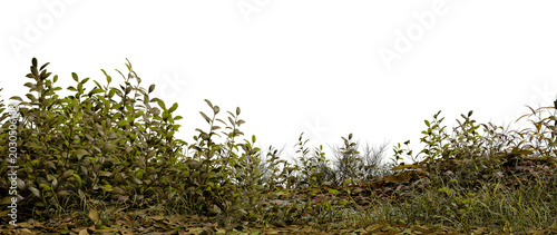 Valokuva Green plants and shrubs cover the ground in a natural area