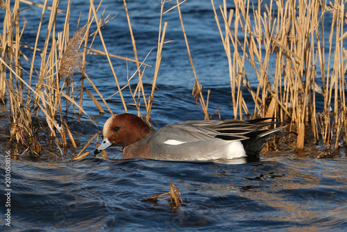 Bild auf Leinwand Male Eurasian Wigeon Swimming in the Water at WWT Welney Wetland Centre