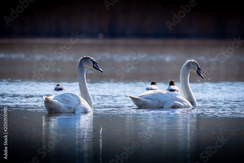 mute swan pair swimming on dark lake