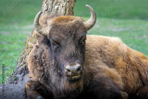 european wood bison closeup portrait in nature