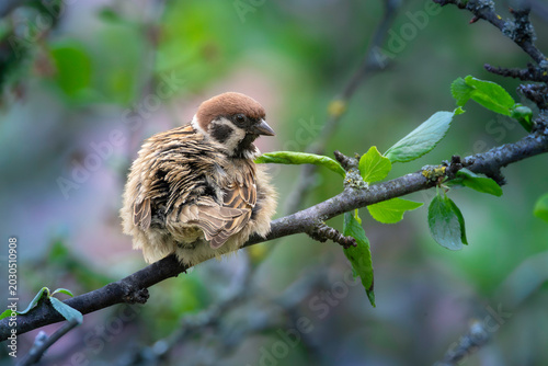male tree sparrow grooming on sunlit branch