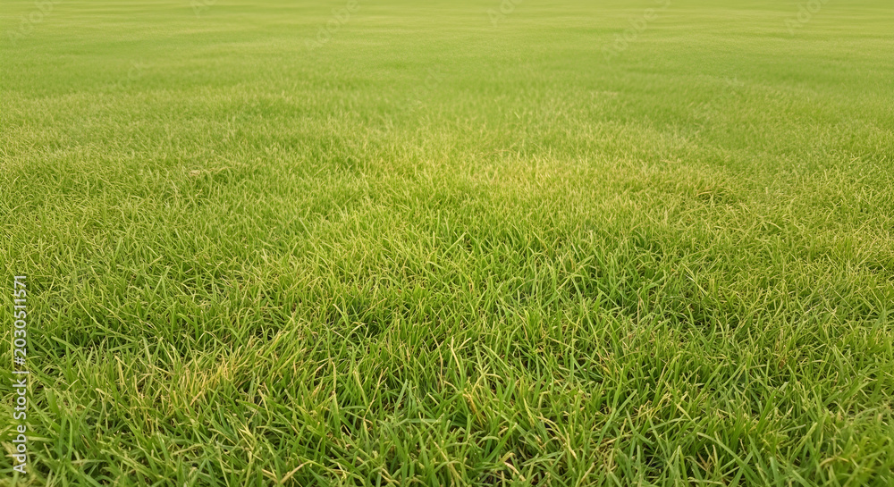 Fototapeta premium A serene landscape of lush green grass in a natural outdoor setting