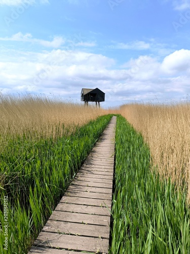 Wooden Boardwalk Through Tall Reeds Leading to Remote Black Cabin in Wetland Landscape