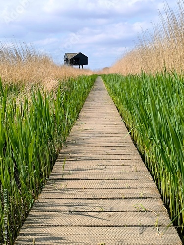 Wooden Boardwalk Through Tall Reeds Leading to Remote Black Cabin in Wetland Landscape