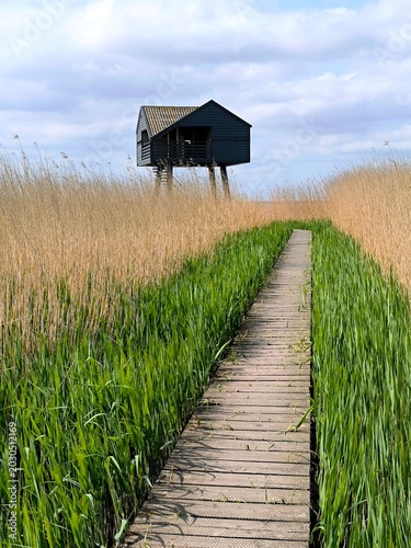 Wooden Boardwalk Through Tall Reeds Leading to Remote Black Cabin in Wetland Landscape