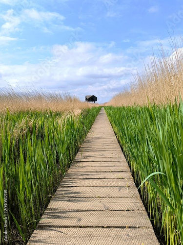 Wooden Boardwalk Through Tall Reeds Leading to Remote Black Cabin in Wetland Landscape
