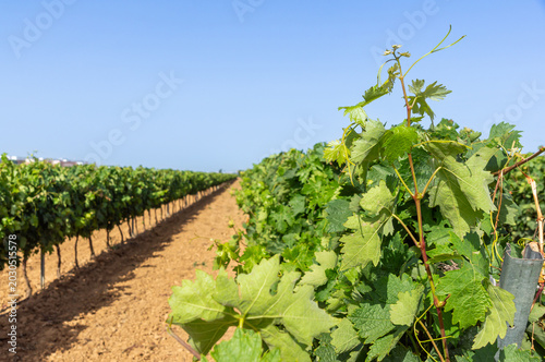 Φωτογραφία Yield and efficiency in the agricultural sector: Rows of mature vineyards with lush green leaves grown under the trellis system for wine production