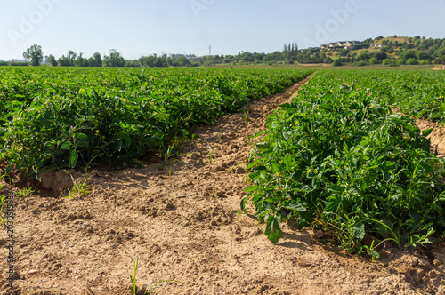 Konstfotografi Horticultural production in the food industry: Symmetrical rows of plants in an intensive irrigated tomato crop field on tilled soil