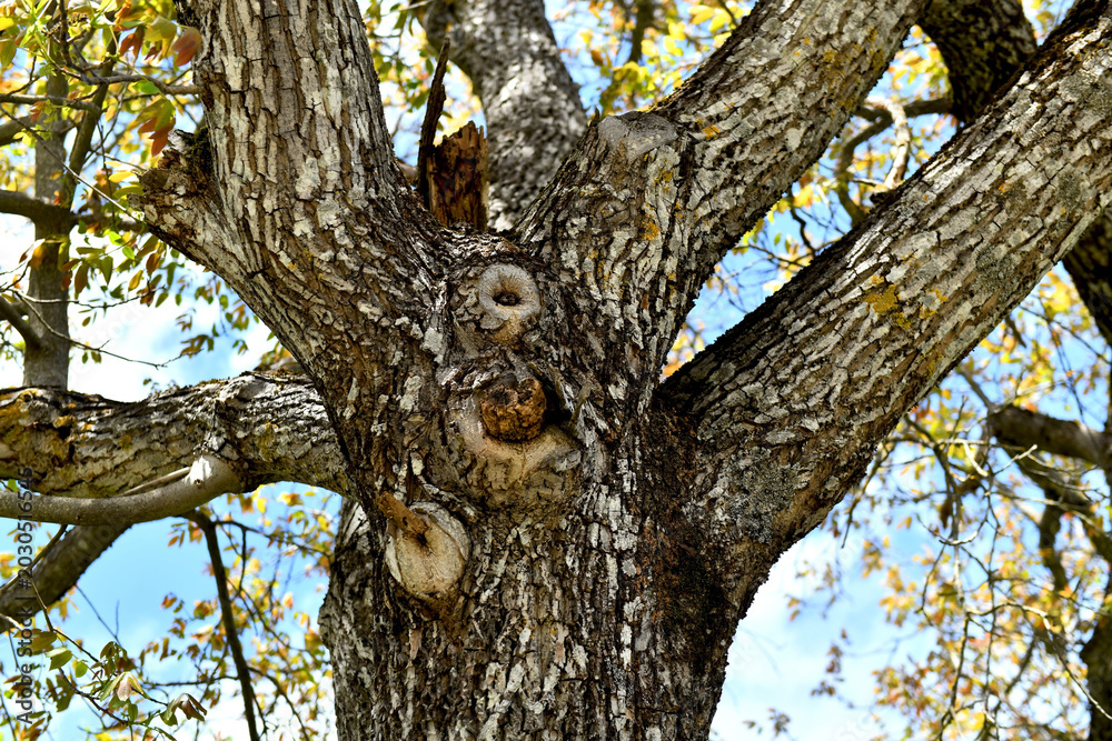 Obraz premium Old Tree Trunk Texture With Detailed Bark Pattern and Branches Close Up Nature Background