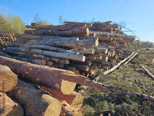 Logs stacked in a sunny clearing near a forest on a clear day