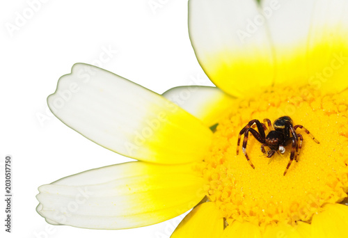 Fotografía jumpy spider on yellow flower with transparent background