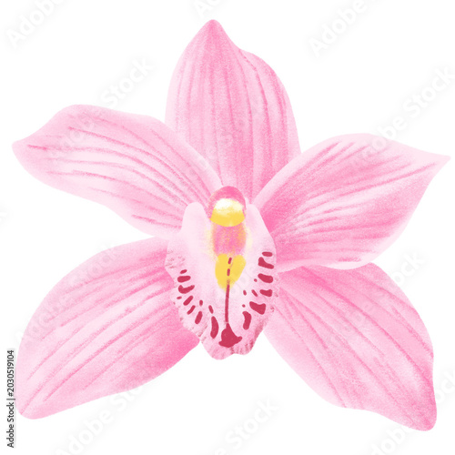 Pink Orchid Flower Illustration