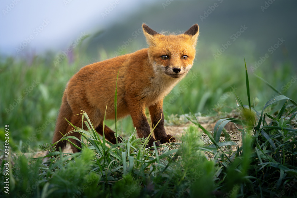 Fototapeta premium cute fox cub beside den portrait