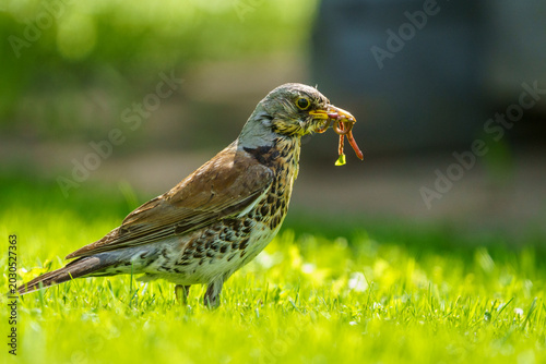 Photography Fieldfare, Turdus pilaris with worms in his beak