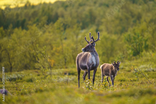 Photography Reindeers, Rangifer tarandus