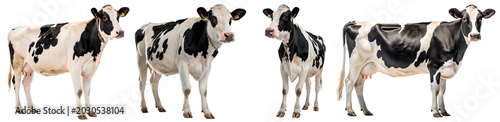 Fotografie Healthy black and white dairy cows showcasing various angles, isolated on a transparent background for agricultural