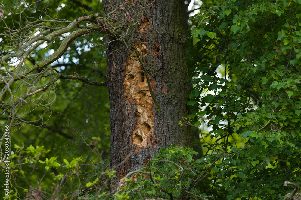 Fototapeta premium Ein alter Eichenbaum mit zahlreichen Spechtlöchern inmitten eines dichten grünen Waldes. Die natürliche Struktur des Stammes erzählt von Wildnis, Artenvielfalt und den Spuren jahrzehntelangen Lebens i